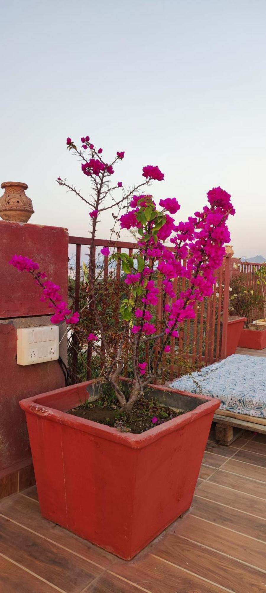 The Secret Garden Bed & Breakfast Пушкар Екстериор снимка